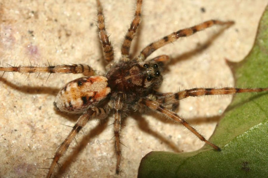 Pavouk - strach z pavouků